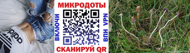 Псилоцибиновые грибы ЛСД  МЕГА сайт  Салаир  даркнет клад  купить закладку 